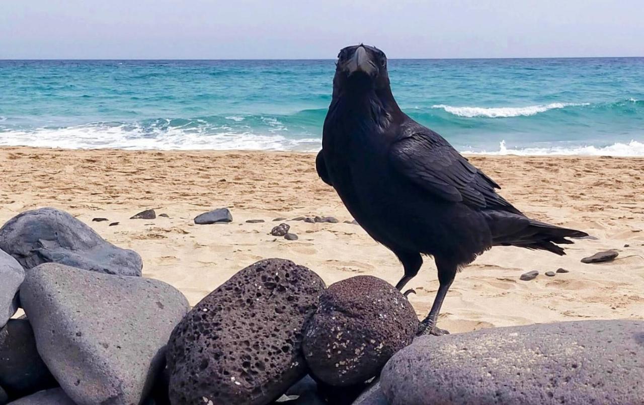 Playa Jandia Esquinzo Residenzial 아파트 외부 사진